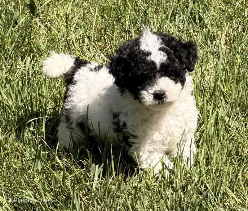 Elmie – Miniature Aussiedoodle puppy for sale in Ontario, OR