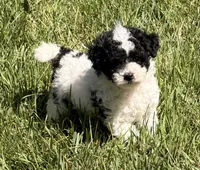 Elmie, a female Miniature Aussiedoodle for sale in Ontario, OR – 1 of 5