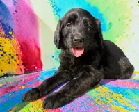 Levi, a female Goldendoodle for sale in Ontario, OR – 2 of 2