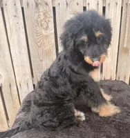 Tilly, a female Miniature Australian Shepherd and Miniature Bernedoodle for sale in Ontario, OR – 2 of 4