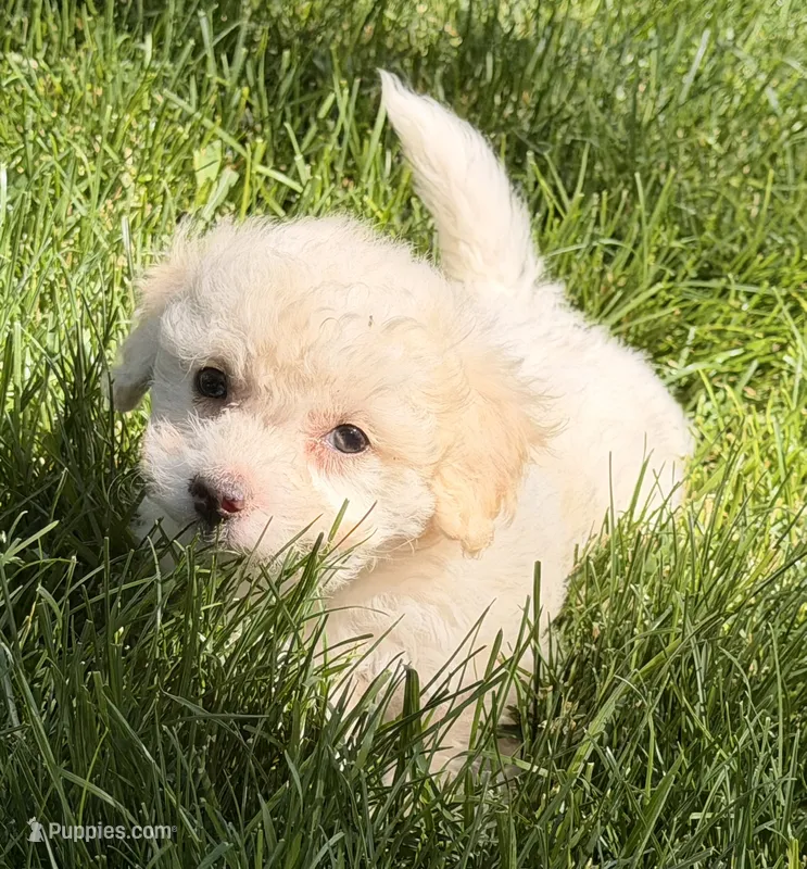 Lake – Bichpoo, Poochon puppy for sale in Ontario, OR