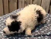 Kona, a male Poodle - Toy  and Miniature Aussiedoodle for sale in Ontario, OR – 4 of 4