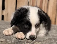 B, a male Australian Shepherd for sale in Ontario, OR – 3 of 4