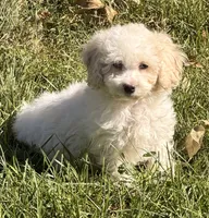 Sparky, a male Maltipoo for sale in Ontario, OR – 4 of 4