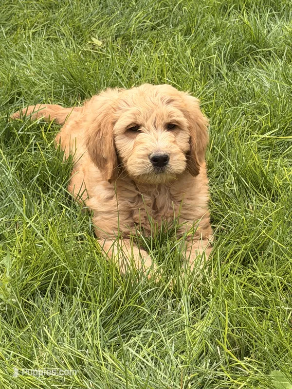 Reef – Goldendoodle puppy for sale in Ontario, OR