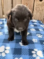 Dylan, a male Australian Shepherd for sale in Ontario, OR – 3 of 4