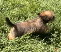 Zara, a female Doxiepoo for sale in Ontario, OR – 3 of 7
