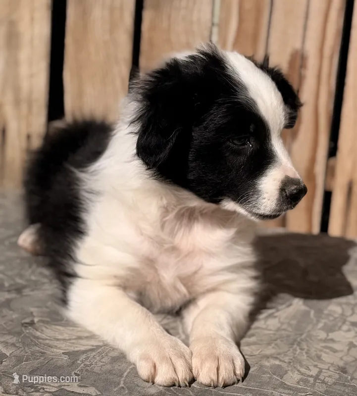 B – Australian Shepherd puppy for sale in Ontario, OR