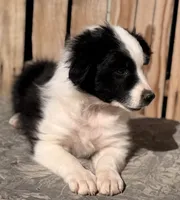 B, a male Australian Shepherd for sale in Ontario, OR – 1 of 4