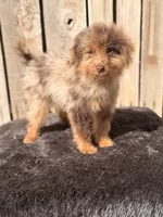 Raspberry , a female Miniature Australian Shepherd and Miniature Bernedoodle for sale in Ontario, OR – 2 of 2