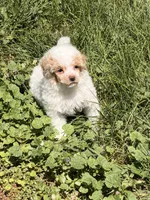 Pip, a female Poodle - Miniature  for sale in Ontario, OR – 3 of 3