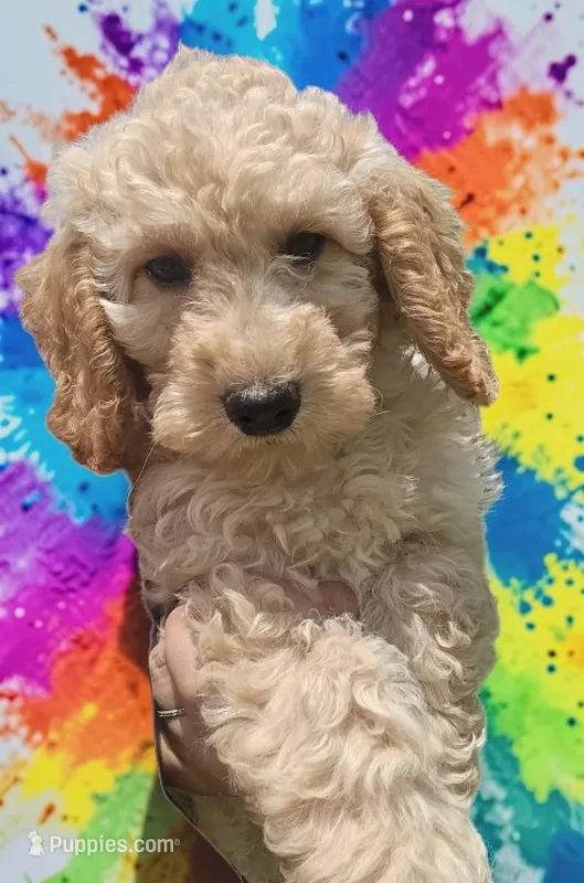 Jetty  – Goldendoodle puppy on hold in Ontario, OR