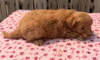 Hula, a female Poodle - Toy  and Miniature Aussiedoodle for sale in Ontario, OR – 4 of 5