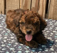 Zorro, a male Doxiepoo for sale in Ontario, OR – 2 of 5