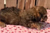 Zara, a female Doxiepoo for sale in Ontario, OR – 3 of 4