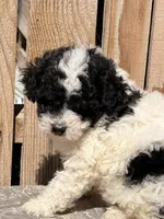 Elmie, a female Miniature Aussiedoodle for sale in Ontario, OR – 5 of 5