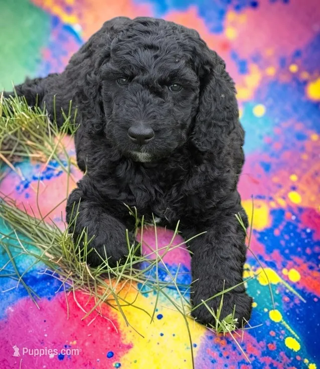Cactus – Goldendoodle puppy for sale in Ontario, OR