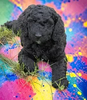 Cactus, a female Goldendoodle for sale in Ontario, OR – 1 of 1