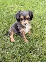 Ranger, a male Cavapoo and Miniature Australian Shepherd for sale in Ontario, OR – 2 of 3