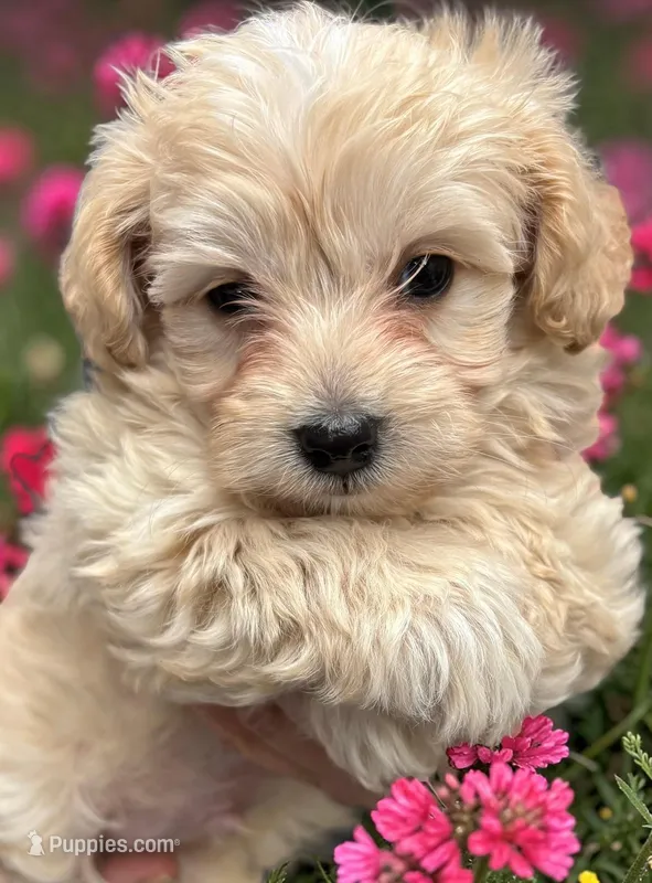 Finn – Yorkipoo puppy for sale in Ontario, OR
