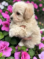 Finn, a male Yorkipoo for sale in Ontario, OR – Photo 2 of 2