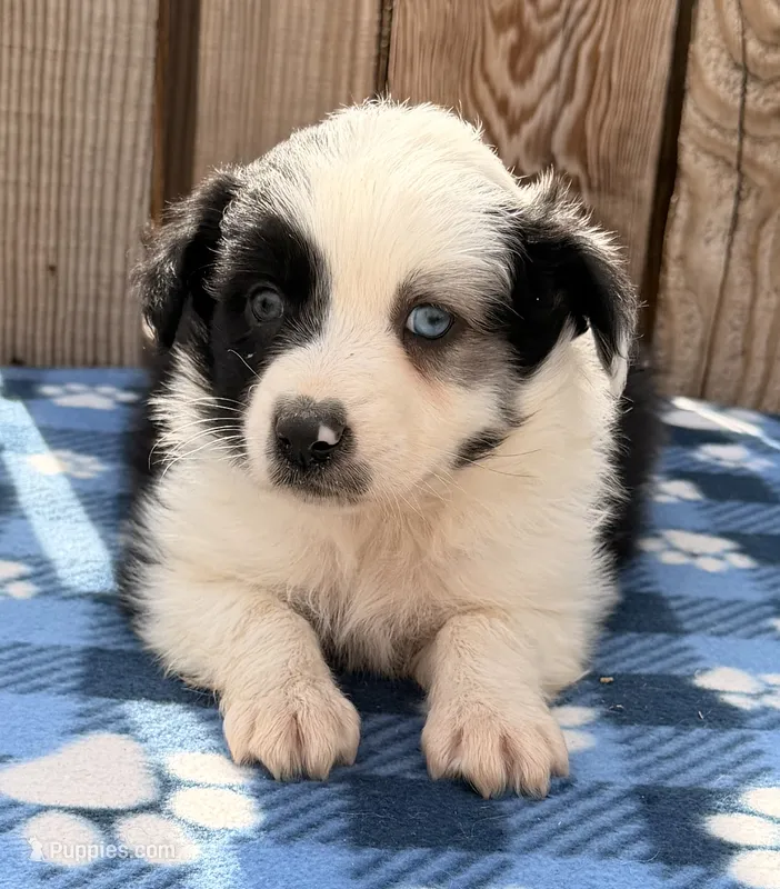Aspen 1 – Australian Shepherd puppy for sale in Ontario, OR