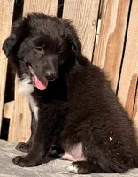 A, a male Australian Shepherd for sale in Ontario, OR – 2 of 4