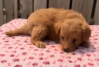 Hula, a female Poodle - Toy  and Miniature Aussiedoodle for sale in Ontario, OR – 5 of 5