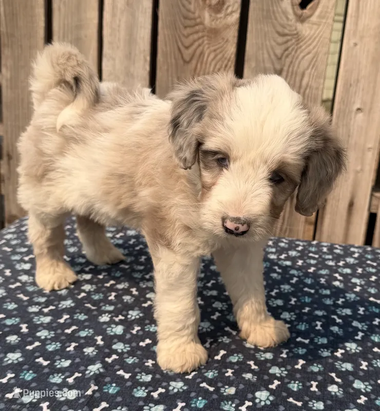 Mulberry – Miniature Australian Shepherd, Miniature Bernedoodle puppy for sale in Ontario, OR