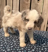 Mulberry, a male Miniature Australian Shepherd and Miniature Bernedoodle for sale in Ontario, OR – 1 of 4