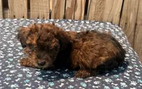 Zorro, a male Doxiepoo for sale in Ontario, OR – 3 of 5