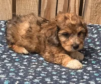 Pickle (5), a male Miniature Schnauzer and Schnoodle for sale in Ontario, OR – 3 of 3