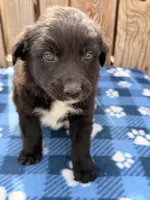 Dylan, a male Australian Shepherd for sale in Ontario, OR – 4 of 4