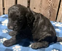 Tide, a male Goldendoodle for sale in Ontario, OR – 3 of 5