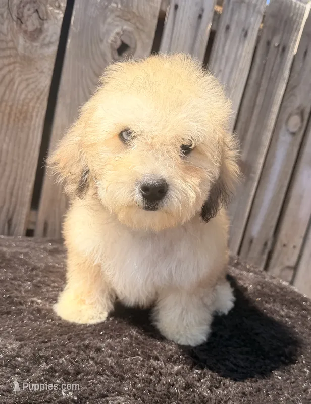 Zadie – Doxiepoo puppy for sale in Ontario, OR