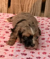 2, a female Havapoo for sale in Ontario, OR – 3 of 4