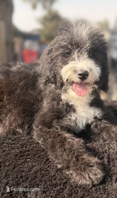 Windy – Sheepadoodle puppy for sale in Ontario, OR