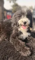 Windy, a female Sheepadoodle for sale in Ontario, OR – 1 of 4