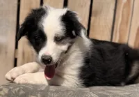 B, a male Australian Shepherd for sale in Ontario, OR – 4 of 4