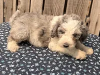Gooseberry, a male Miniature Australian Shepherd and Miniature Bernedoodle for sale in Ontario, OR – 2 of 4