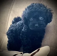 Pepper, a female Poodle - Toy  for sale in Ontario, OR – Photo 4 of 4