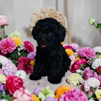 Pepper, a female Poodle - Toy  for sale in Ontario, OR – Photo 2 of 4