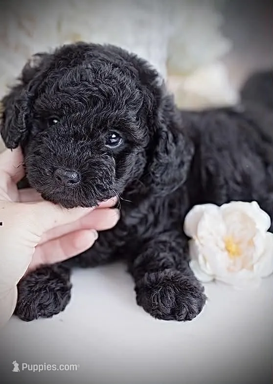 Pepper – Poodle - Toy  puppy for sale in Ontario, OR