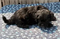 Cucumber , a male Cavapoo for sale in Ontario, OR – 4 of 4