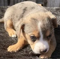 Boogie, a female Yorkshire Terrier and Miniature Dachshund for sale in Ontario, OR – 2 of 6