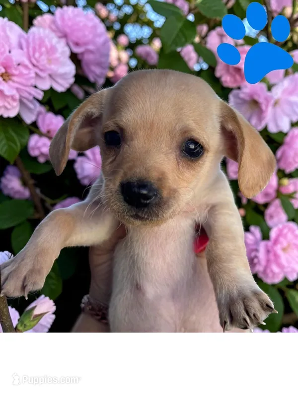 Sparky – Havanese, Miniature Dachshund puppy for sale in Ontario, OR