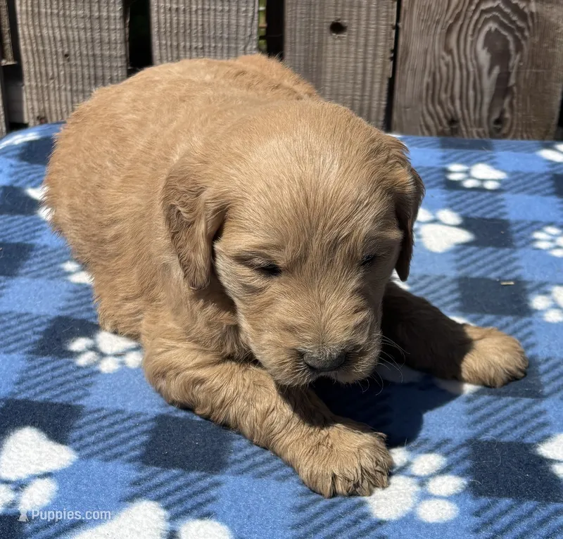 Jetty  – Goldendoodle puppy for sale in Ontario, OR