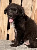 A, a male Australian Shepherd for sale in Ontario, OR – 1 of 4