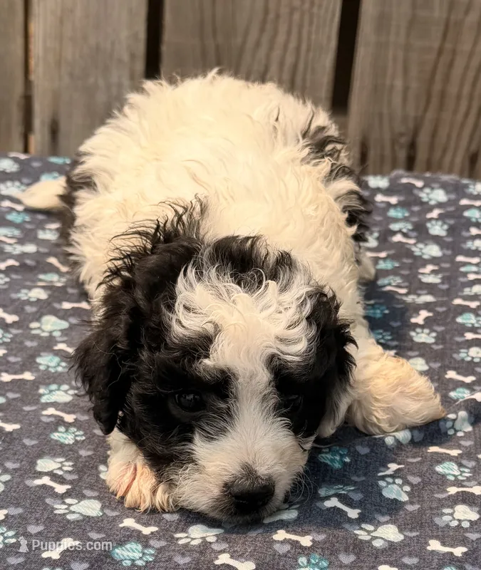 Kona – Poodle - Toy , Miniature Aussiedoodle puppy for sale in Ontario, OR