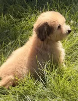 Zeke, a male Doxiepoo for sale in Ontario, OR – 4 of 8